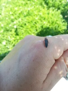 Melanotus leonardi thumbnail 4