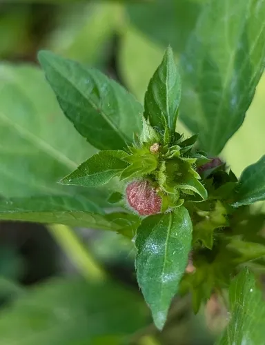 Copperleaf stem gall midge