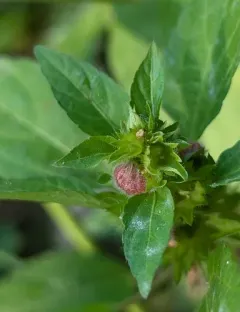 Copperleaf stem gall midge thumbnail 1