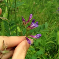 American vetch thumbnail 3
