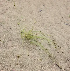 Great Plains Flatsedge thumbnail 3