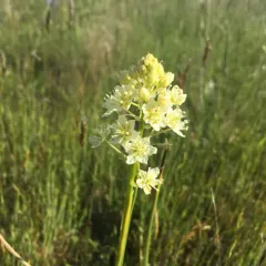 Meadow Deathcamas thumbnail 3