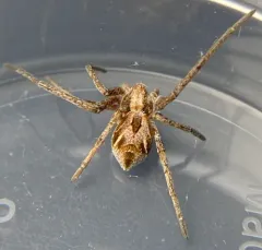 Attractive Running Crab Spider thumbnail 2