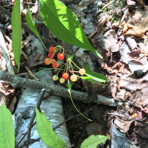 fire cherry