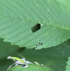 Elm Zigzag Sawfly thumbnail 3