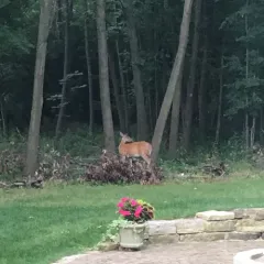 White-tailed Deer photo