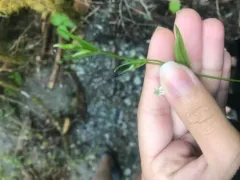 northern starwort thumbnail 3