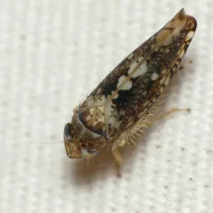 Prescottia lobata thumbnail 4