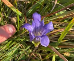 Alpine Gentian thumbnail 3