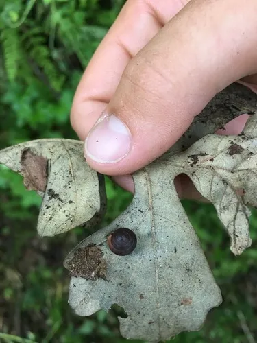 Iowa Pleistocene Snail