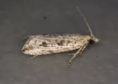 Javelin Moth thumbnail 4