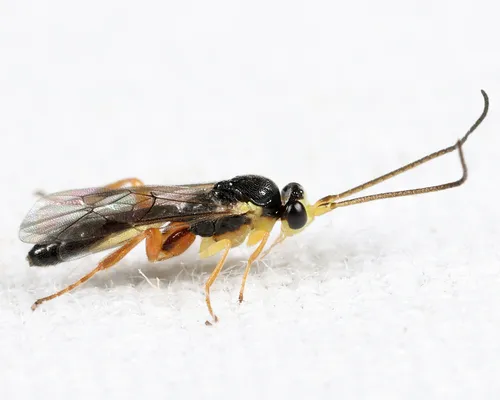 Orthocentrus sannio