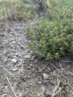 Oval Leaf Knotweed thumbnail 1