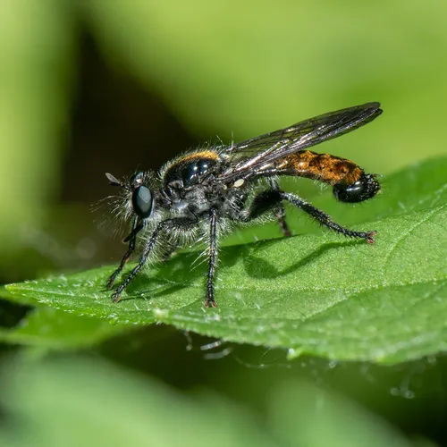 Arrowhead Laphria