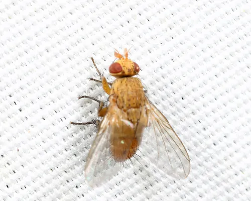 Ceromya palloris