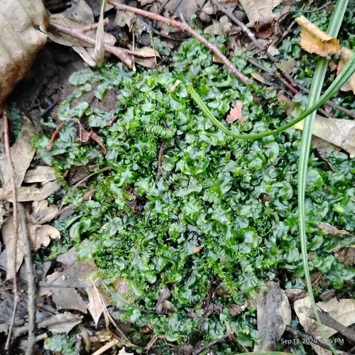 Ribbonwort