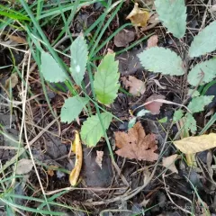 Erysiphe macrospora thumbnail 2