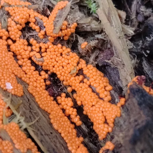 salmon-eggs