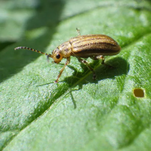 Crowded Leaf Beetle