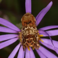 Northern Flower Moth thumbnail 4
