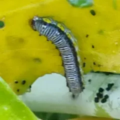 Cross-striped Cabbageworm Moth thumbnail 4