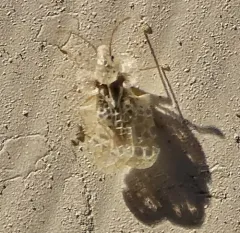 Chrysanthemum Lace Bug thumbnail 3
