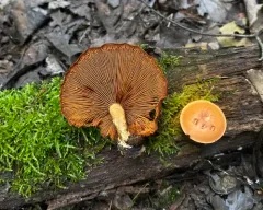 Gymnopilus subdryophilus thumbnail 4