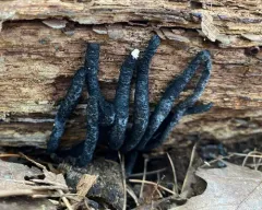 Xylaria cornu-damae thumbnail 3