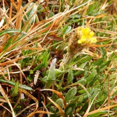 Kjellman's Groundsel thumbnail 3