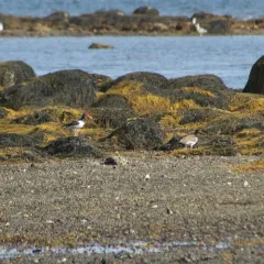 American Oystercatcher thumbnail 3