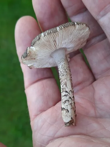 Lepiota fuscovinacea