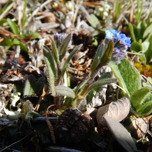 mountain forget-me-not