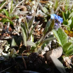 mountain forget-me-not thumbnail 1