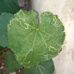 Mallow Leaf Miner thumbnail 4