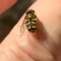 Common Loopwing Aphideater thumbnail 2