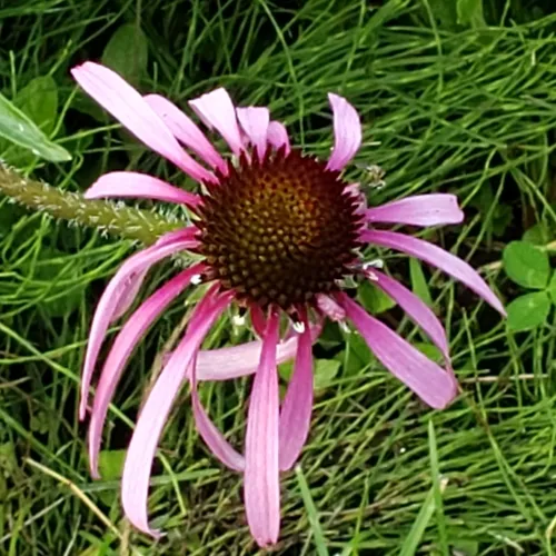 pale purple coneflower