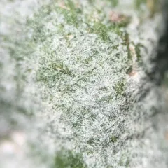 Apple Powdery Mildew thumbnail 1