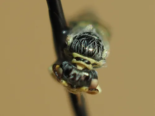 Perdita oregonensis