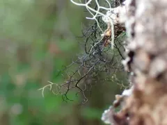 Bicolored Horsehair Lichen thumbnail 4