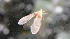 Anotia burnetii thumbnail 3