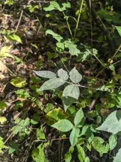 Erysiphe vanbruntiana thumbnail 2