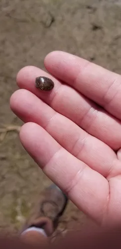 River Fingernailclam