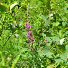 purple loosestrife thumbnail 1