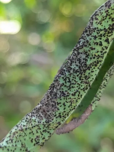 Uromyces hedysari-paniculati