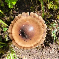 Western Grisette thumbnail 3