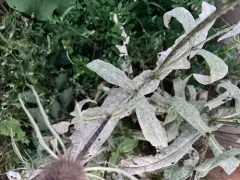 Podosphaera dipsacacearum thumbnail 3