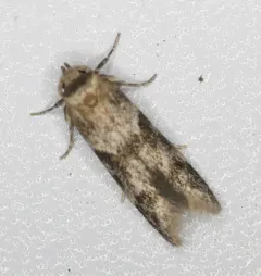 Asaphocrita aphidiella thumbnail 4
