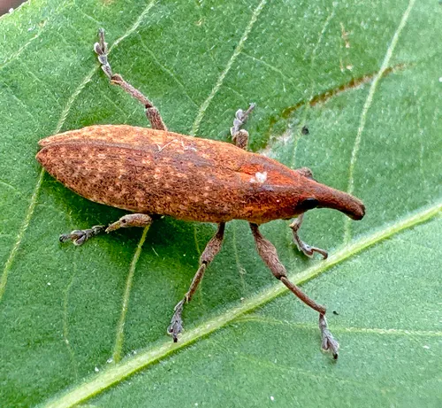 Lixus parcus