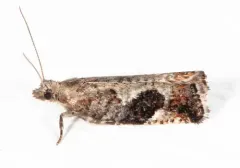 Epinotia medioplagata thumbnail 3