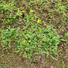 lanceleaf arnica thumbnail 3